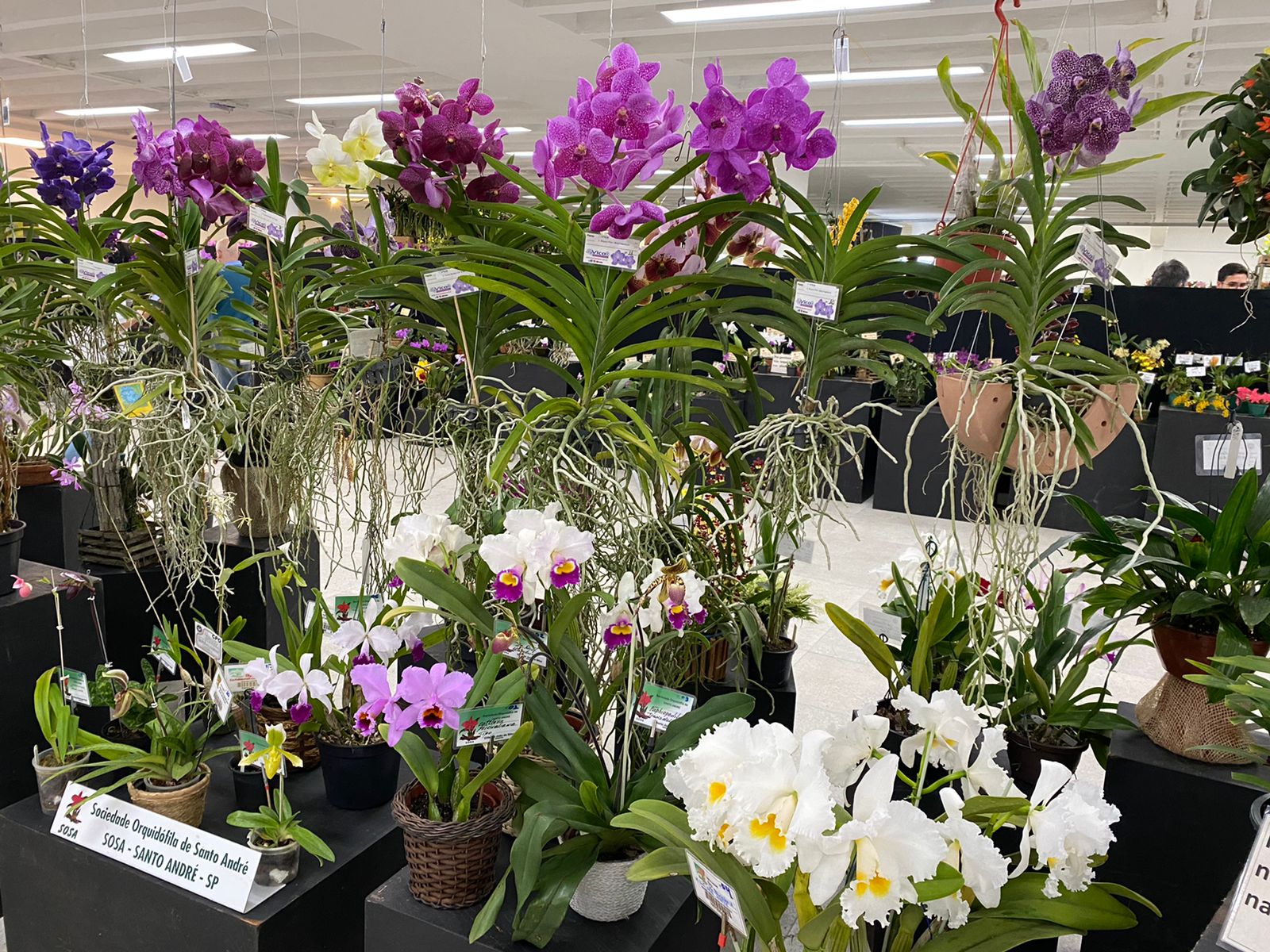 38ª Exposição Nacional de Orquídeas acontece neste fim de semana em Jaboticabal